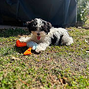 Daisy is registered to the contest to win money with this photo: puppy, dog, grass, outdoor, toy, plush_toy, black_and_white, cute, tongue_out, pet, sunlight, playful, fur, animal, nature, small_dog, lying_down, daylight, happy, garden