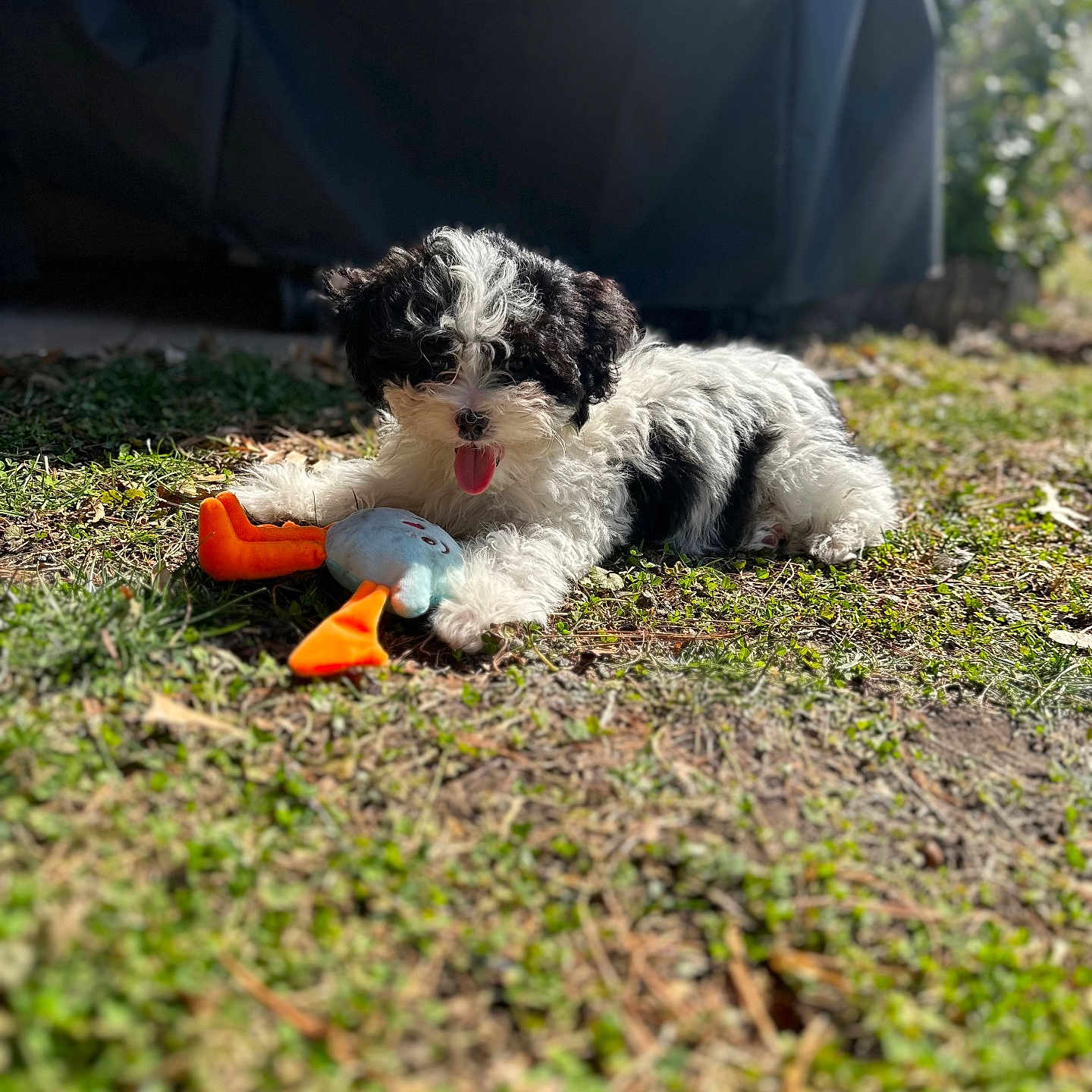 Daisy