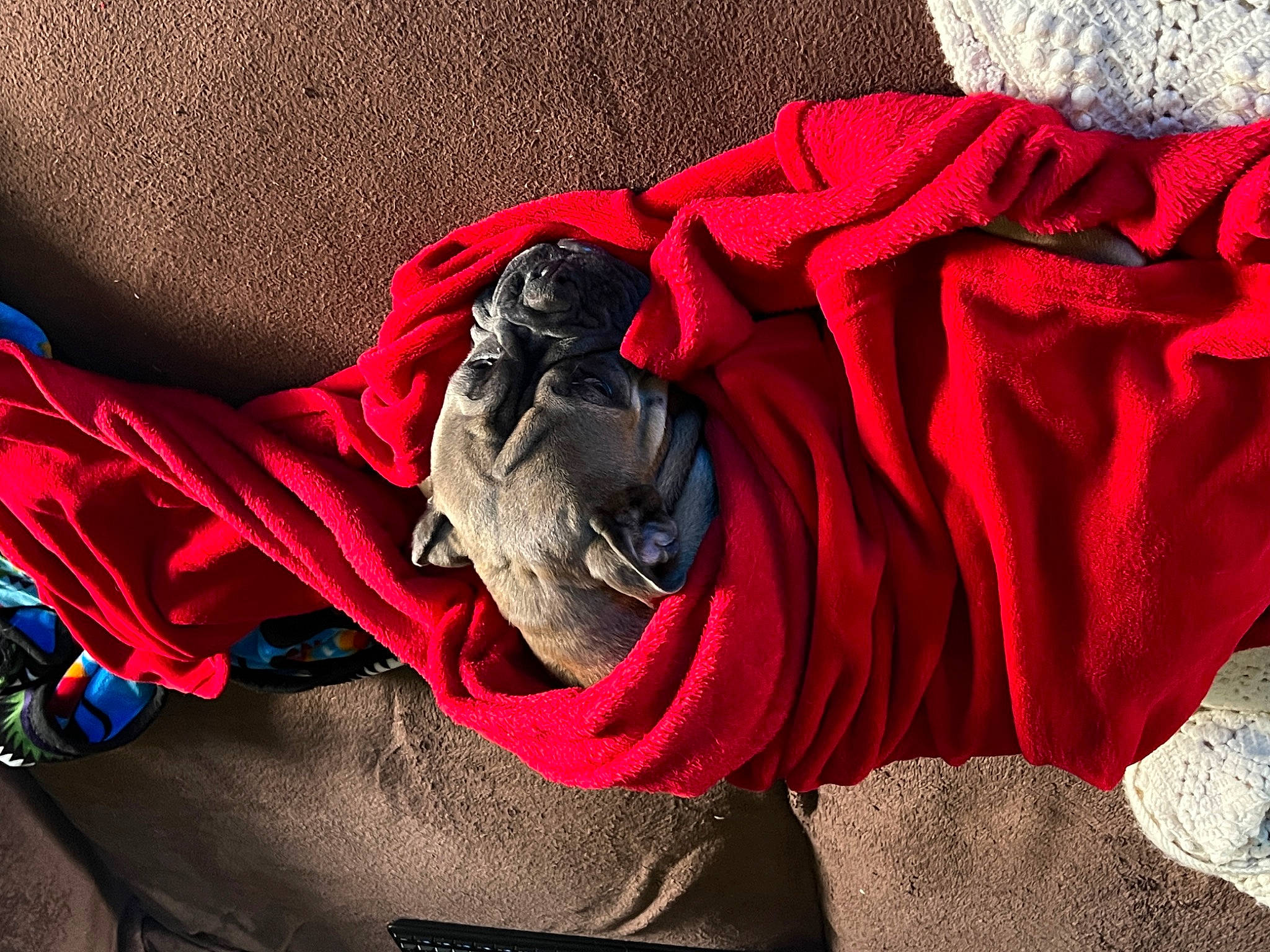 Freya joined the competition — help win amazing prizes! carmine, comfort, electric_blue, fashion_accessory, font, linens, magenta, outerwear, pattern, peach, petal, rose, rose_family, rose_order, sleeve, textile