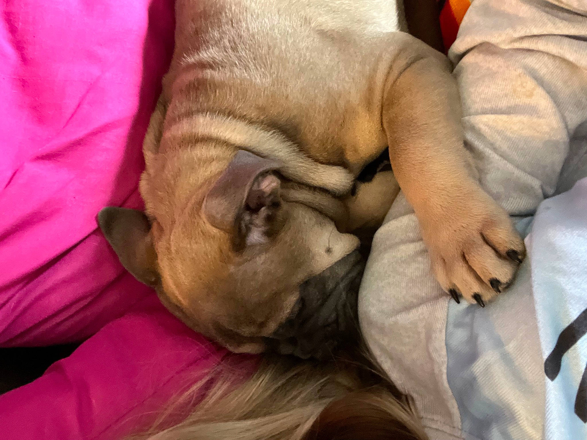 Freya joined the competition — help win amazing prizes! abdomen, chest, child, close_up, comfort, elbow, flesh, gesture, head, human_body, human_leg, magenta, nail, nap, room, sitting, sleep, thumb, wrinkle, wrist