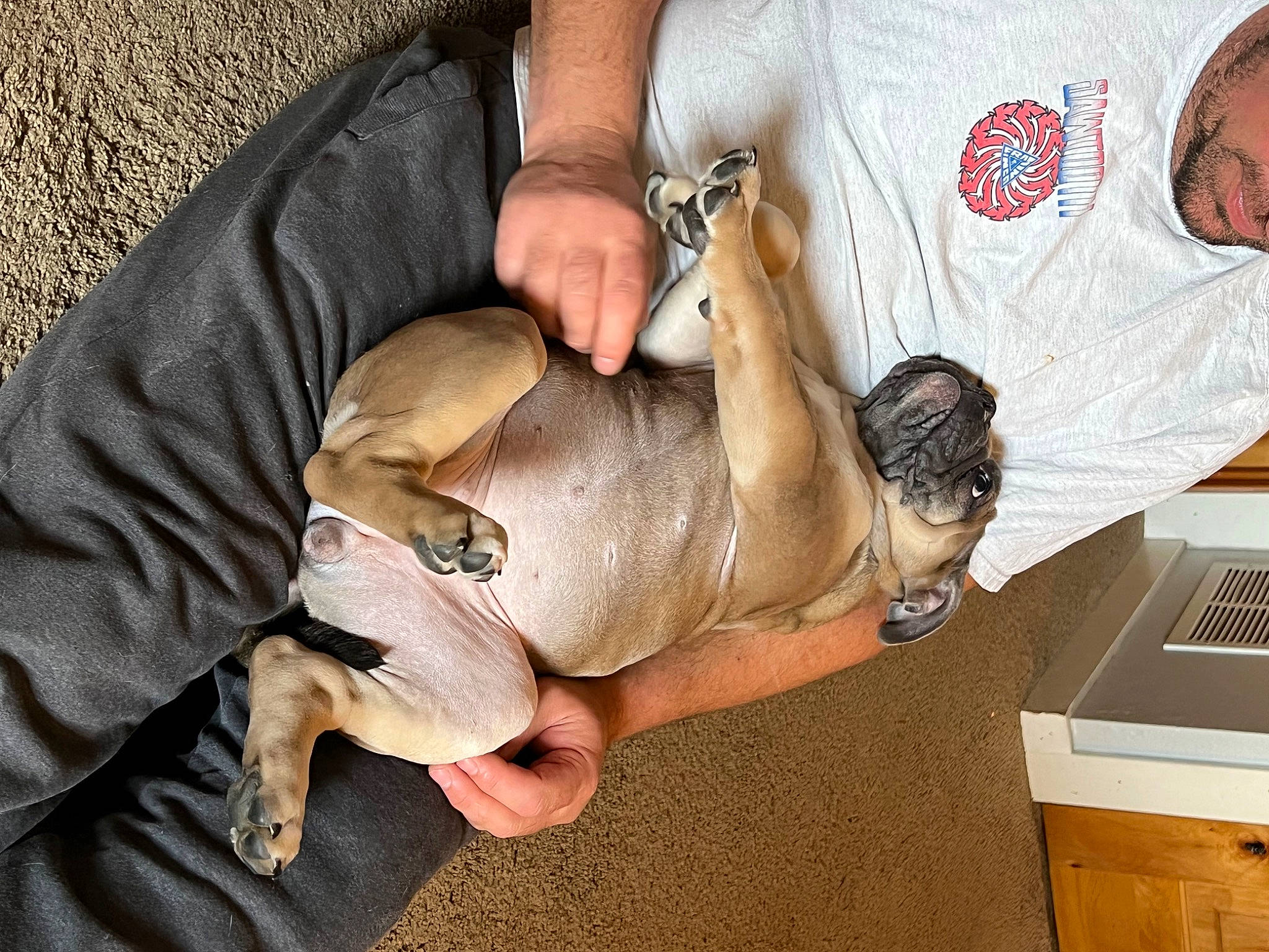 Freya is registered to the contest to win money with this photo: canidae, carnivore, comfort, companion_dog, computer_keyboard, dog, dog_breed, fawn, foot, human_leg, input_device, knee, nail, office_equipment, office_supplies, room, sporting_group, steller_sea_lion, thigh, toy_dog