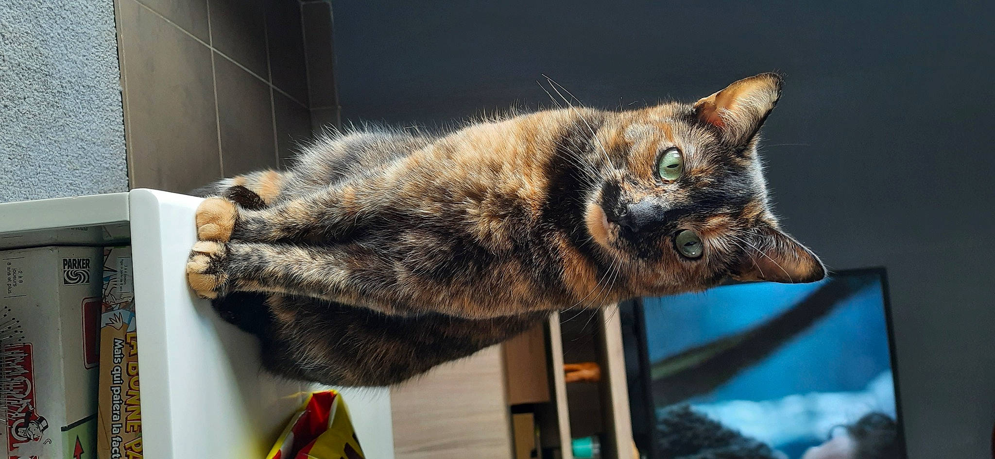 Fripouille participe au concours pour gagner de l'argent avec cette photo : art, carnivore, cat, claw, domestic_short_haired_cat, felidae, fur, paw, small_to_medium_sized_cats, snout, tail, terrestrial_animal, visual_arts, whiskers, wildlife, window