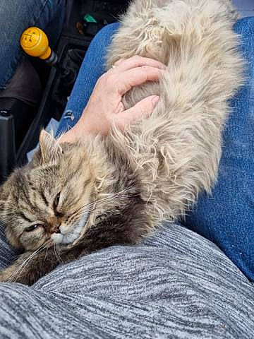 César participe au concours pour gagner de l'argent avec cette photo : carnivore, cat, claw, comfort, domestic_short_haired_cat, fawn, felidae, fur, grass, nap, paw, sitting, sleep, small_to_medium_sized_cats, snout, tail, textile, whiskers