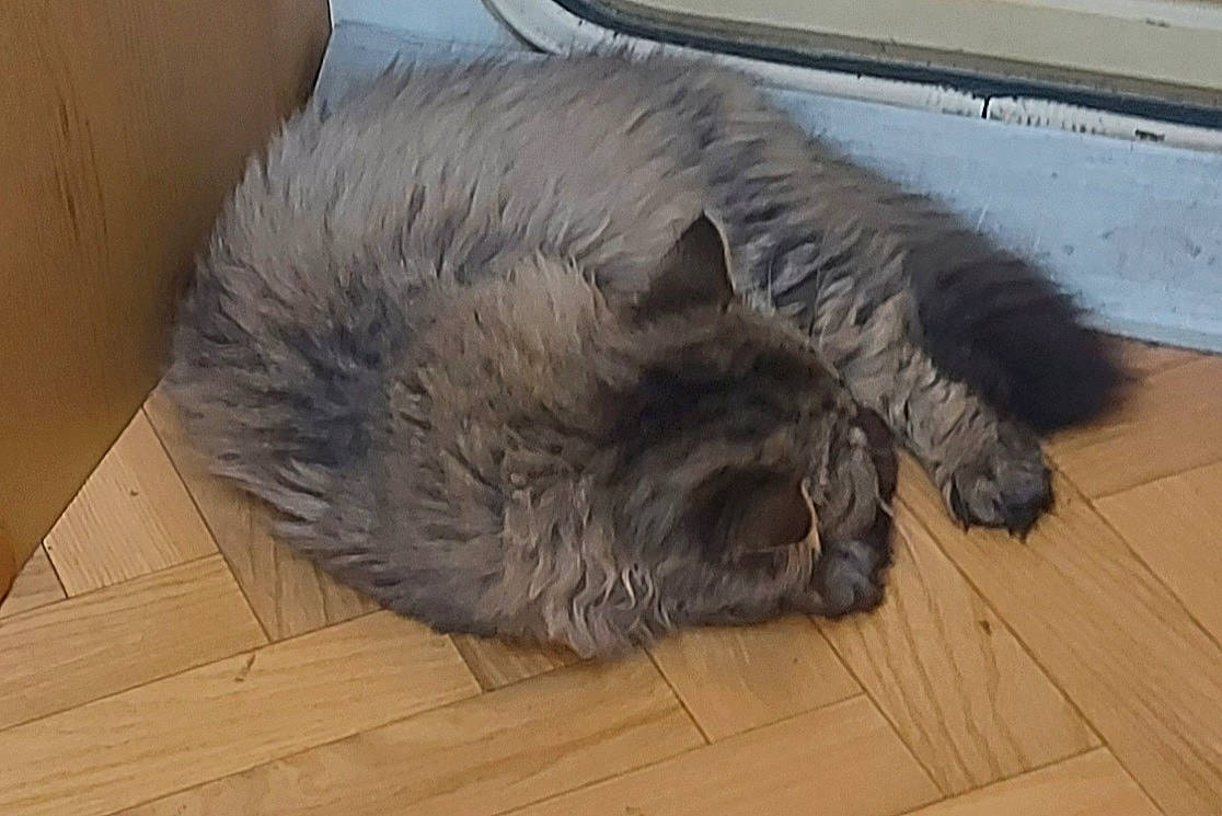 César participe au concours pour gagner de l'argent avec cette photo : carnivore, cat, comfort, domestic_short_haired_cat, eye, fawn, felidae, floor, flooring, fur, grey, hardwood, laminate_flooring, plank, small_to_medium_sized_cats, tail, whiskers, wood, wood_flooring, wood_stain