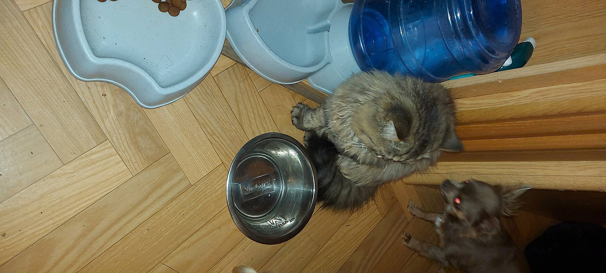 César a rejoint le concours — aidez-le/la à gagner de superbes lots ! automotive_tire, cup, dishware, drinking_water, drinkware, flooring, fur, hardwood, household_supply, kitchen_utensil, laminate_flooring, plastic, plastic_bottle, porcelain, serveware, tableware, water_bottle, wood, wood_flooring, wood_stain