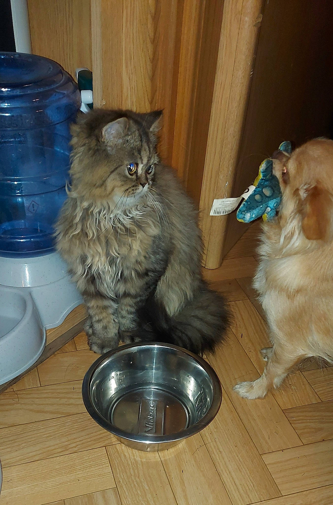 César participe au concours pour gagner de l'argent avec cette photo : blue, carnivore, cat, cat_supply, companion_dog, dog, domestic_short_haired_cat, felidae, flooring, fur, grey, hardwood, laminate_flooring, pet_supply, serveware, small_to_medium_sized_cats, tableware, tail, whiskers, wood