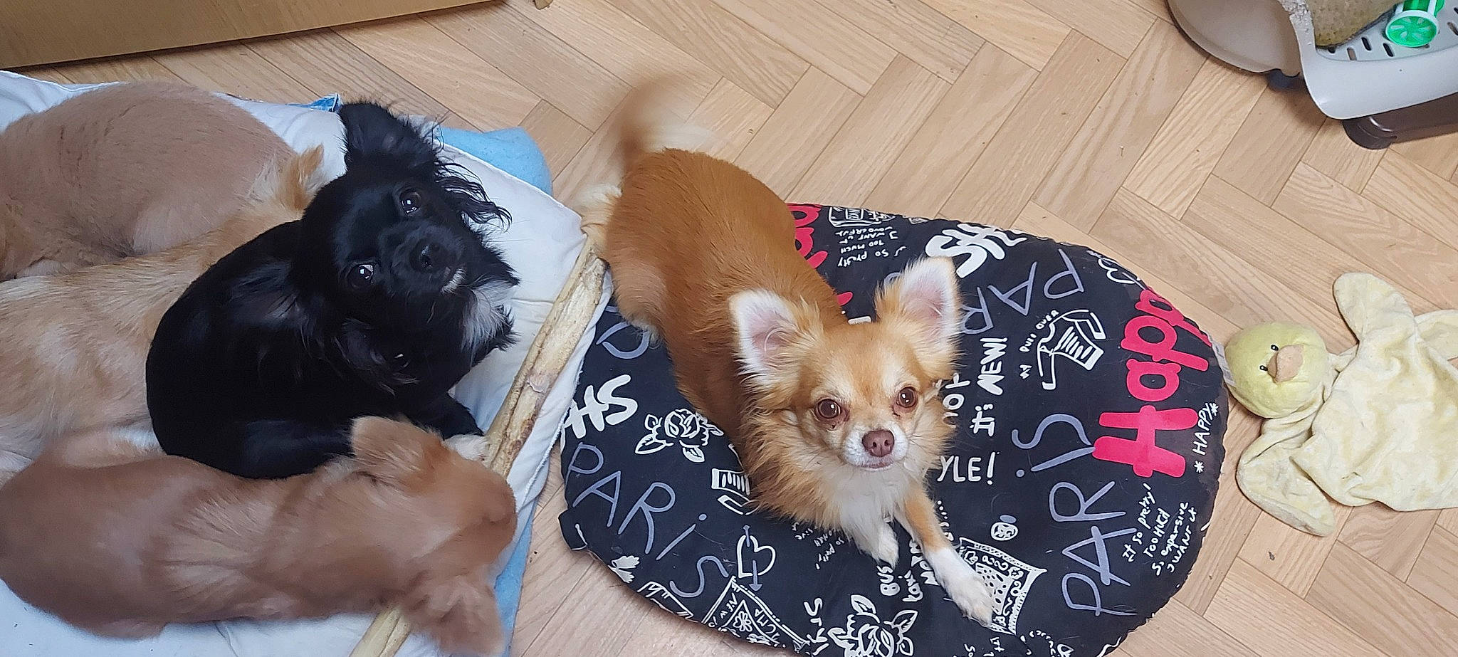 Rayman a rejoint le concours — aidez-le/la à gagner de superbes lots ! brown, canidae, carnivore, chihuahua, comfort, companion_dog, dog, dog_breed, dog_supply, fawn, fur, german_spitz, german_spitz_mittel, liver, snout, sporting_group, toy, toy_dog, whiskers, working_animal