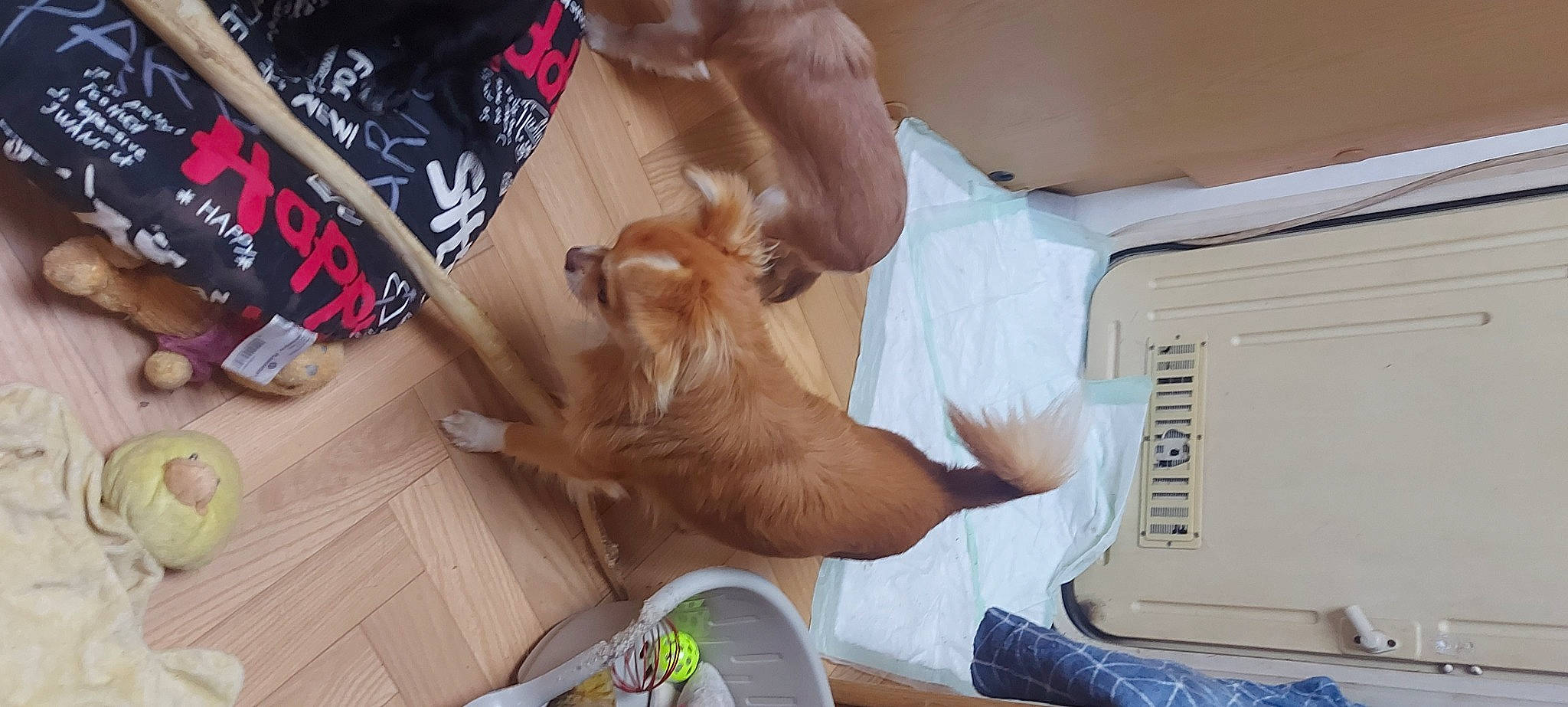 Rayman a rejoint le concours — aidez-le/la à gagner de superbes lots ! carnivore, comfort, companion_dog, dog, dog_breed, fawn, felidae, floor, flooring, foot, hardwood, human_leg, liver, shoe, small_to_medium_sized_cats, sneakers, toy_dog, walking_shoe, whiskers, wood