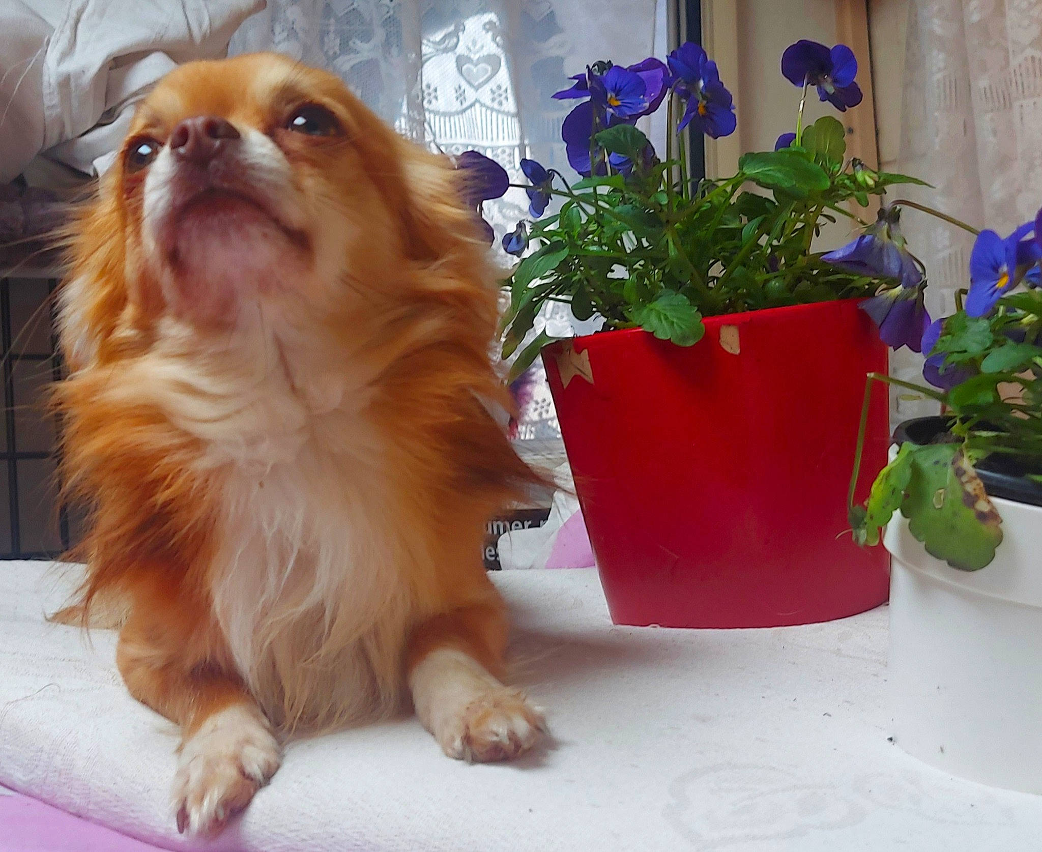 Rayman a rejoint le concours — aidez-le/la à gagner de superbes lots ! blue, canidae, carnivore, companion_dog, dog, dog_breed, fawn, flower, flowerpot, fur, houseplant, king_charles_spaniel, liver, pekingese, plant, snout, sporting_group, toy_dog, whiskers, window