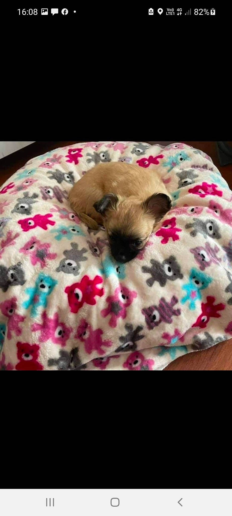 La Crotte participe au concours pour gagner de l'argent avec cette photo : bedding, carnivore, cat, comfort, fawn, felidae, flower, fur, linens, magenta, pattern, petal, pink, plant, siamese, small_to_medium_sized_cats, snout, tail, terrestrial_animal, whiskers