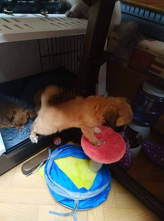 La Crotte a rejoint le concours — aidez-le/la à gagner de superbes lots ! box, canidae, carnivore, cat, child, companion_dog, dog_breed, domestic_short_haired_cat, fawn, felidae, flooring, hardwood, room, small_to_medium_sized_cats, sporting_group, stuffed_toy, tail, watch, whiskers, wood