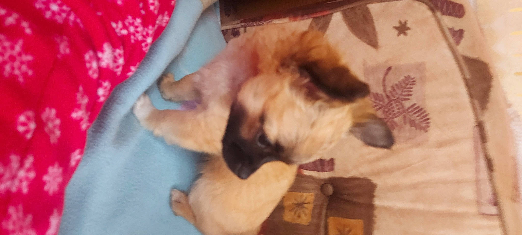 La Crotte a rejoint le concours — aidez-le/la à gagner de superbes lots ! canidae, carnivore, claw, companion_dog, dog, dog_breed, fawn, felidae, fur, german_shepherd_dog, gesture, non_sporting_group, paw, small_to_medium_sized_cats, sporting_group, tail, whiskers, working_animal