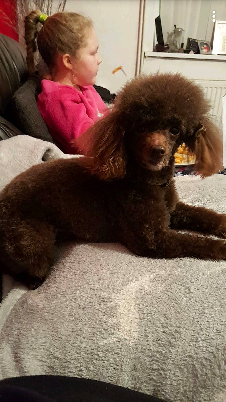 Cookie joined the competition — help win amazing prizes! carnivoran, cockapoo, companion_dog, dog, dog_breed, dog_breed_group, dog_like_mammal, goldendoodle, miniature_poodle, non_sporting_group, person, poodle, poodle_crossbreed, puppy, snout, spanish_water_dog, standard_poodle, toy_poodle, water_dog