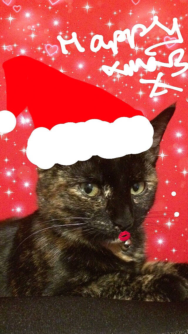 Kiera joined the competition — help win amazing prizes! art, black_cat, cat, cat_like_mammal, christmas, graphics, illustration, poster, red, small_to_medium_sized_cats, snout, whiskers