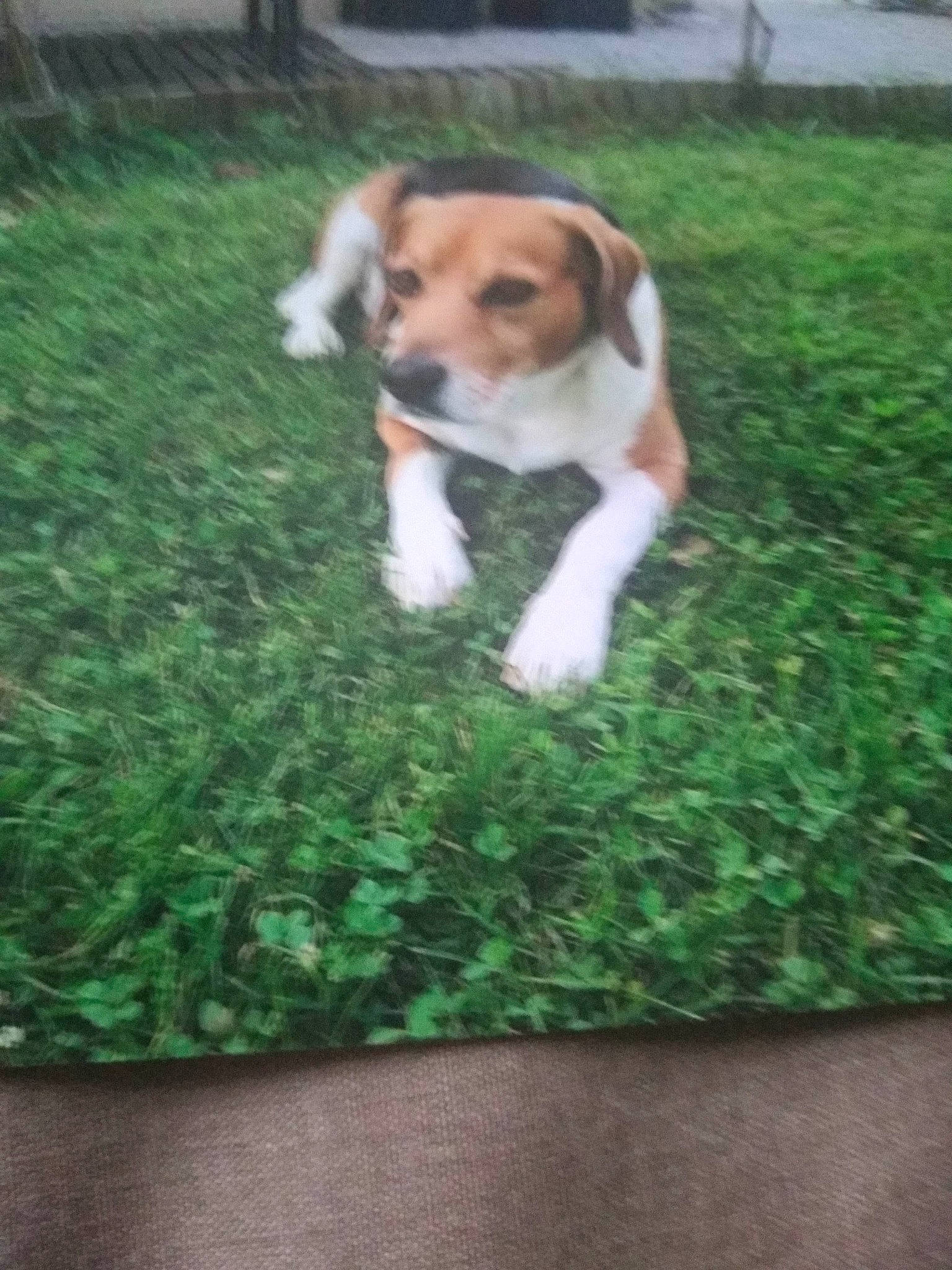 Halco participe au concours pour gagner de l'argent avec cette photo : ball, beagle, beagle_harrier, canidae, carnivore, companion_dog, dog, dog_breed, fawn, flooring, grass, groundcover, hound, lawn, plant, serbian_tricolour_hound, snout, sporting_group, tail, wood