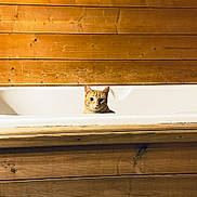 Châtaigne participe au concours pour gagner de l'argent avec cette photo : animal, bathtub, cat, clean, closeup, cozy, curious, ears, eyes, face, feline, home, indoor, interior, orange_tabby, pet, quiet, resting, sitting, wooden_panels