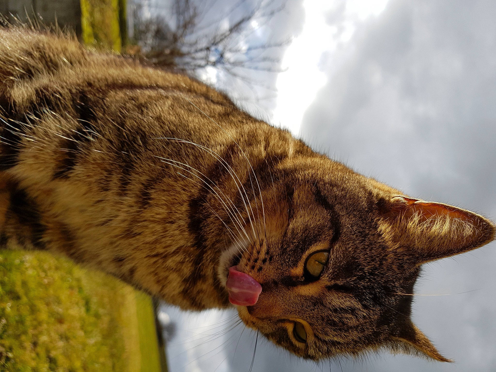 Tigrou Et Chipie a rejoint le concours — aidez-le/la à gagner de superbes lots ! carnivore, cat, close_up, cloud, domestic_short_haired_cat, eye, felidae, fur, grass, lynx, paw, plant, sky, small_to_medium_sized_cats, snout, tail, terrestrial_animal, tree, whiskers, wildlife