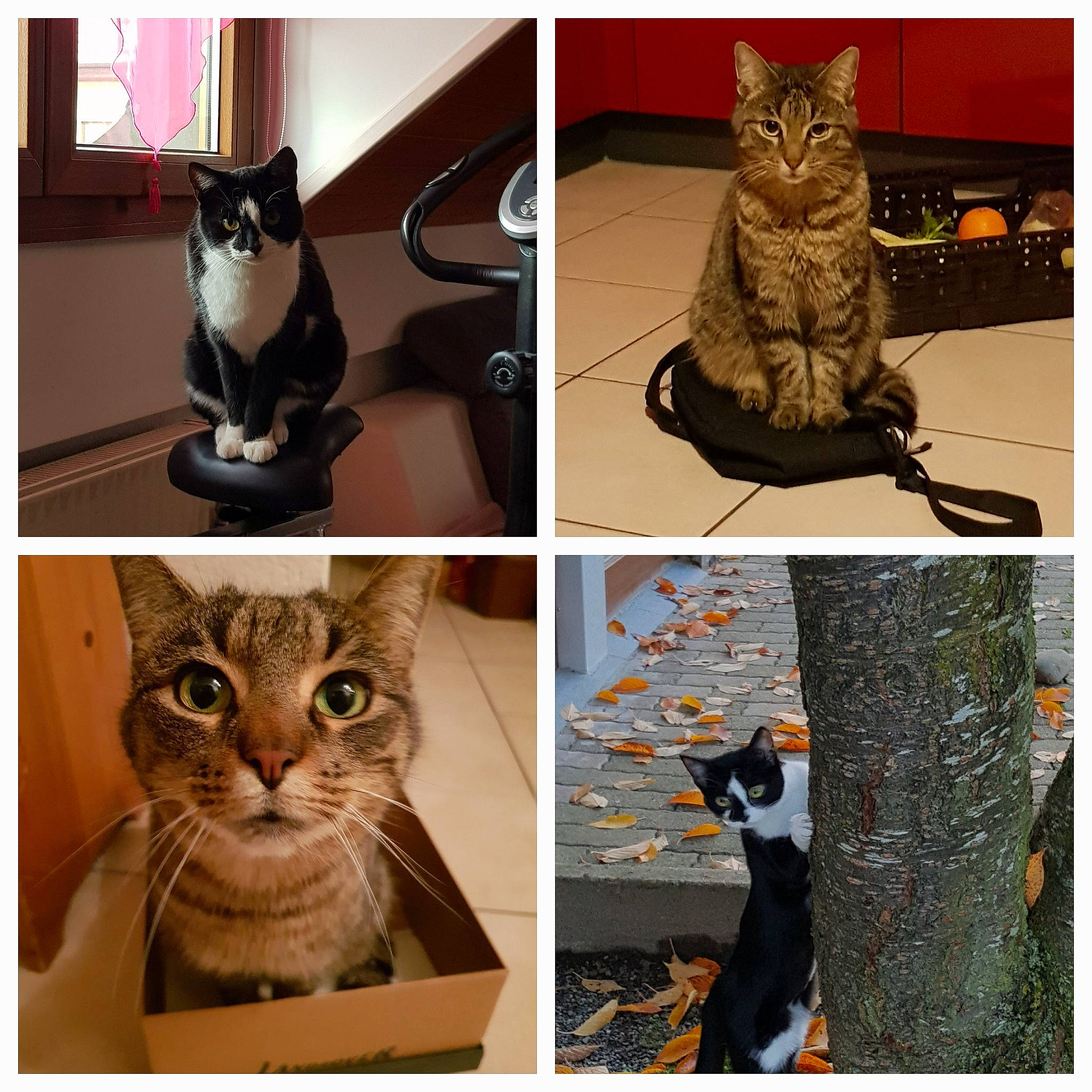 Tigrou Et Chipie participe au concours pour gagner de l'argent avec cette photo : art, beauty, carnivore, cat, cat_supply, collage, domestic_short_haired_cat, felidae, fur, mammal, photo_caption, photograph, small_to_medium_sized_cats, snapshot, tail, tree, vertebrate, whiskers, white, window