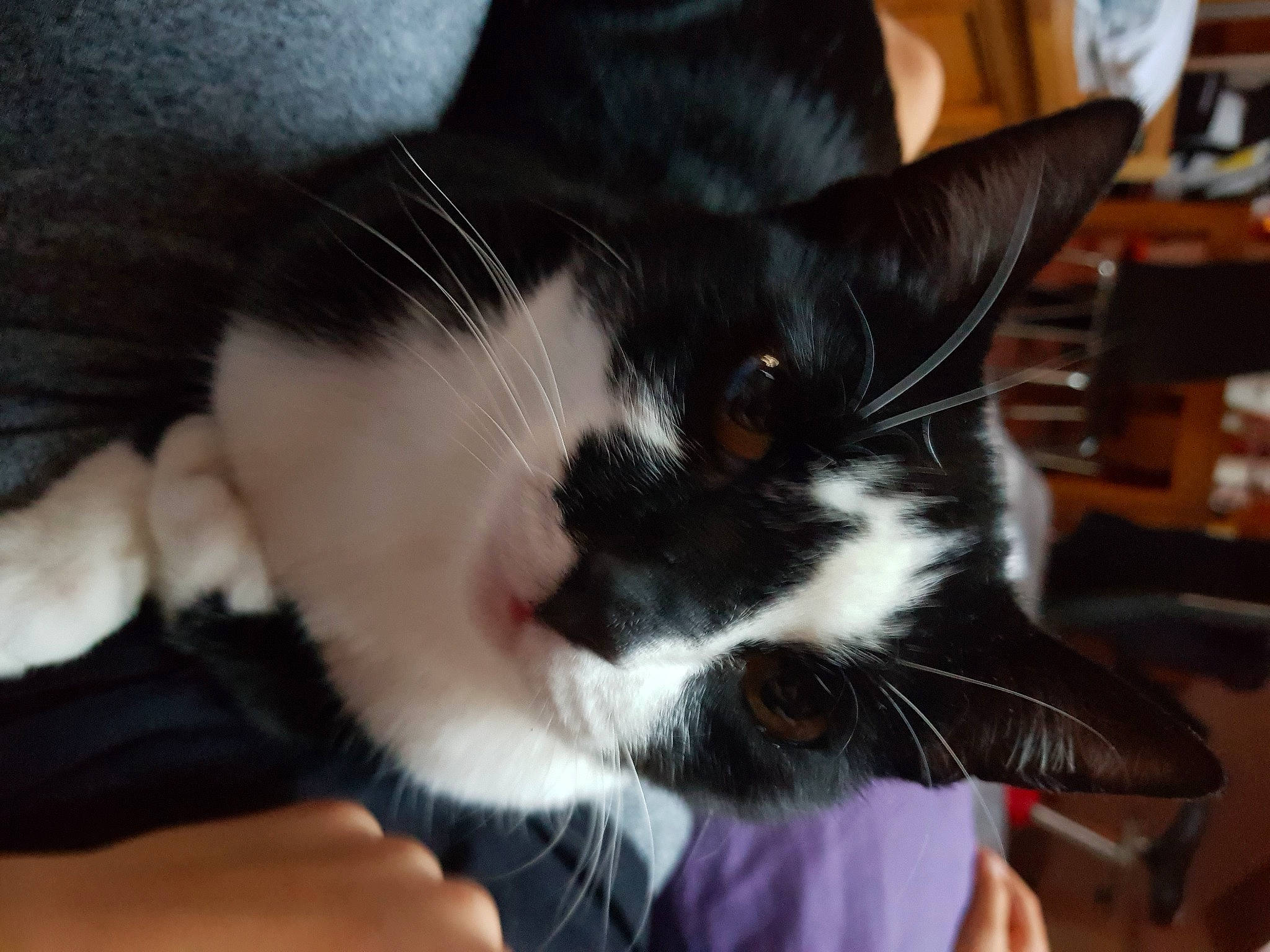 Tigrou Et Chipie participe au concours pour gagner de l'argent avec cette photo : carnivore, cat, claw, comfort, domestic_short_haired_cat, ear, eye, felidae, fur, head, lap, paw, small_to_medium_sized_cats, snout, tail, whiskers