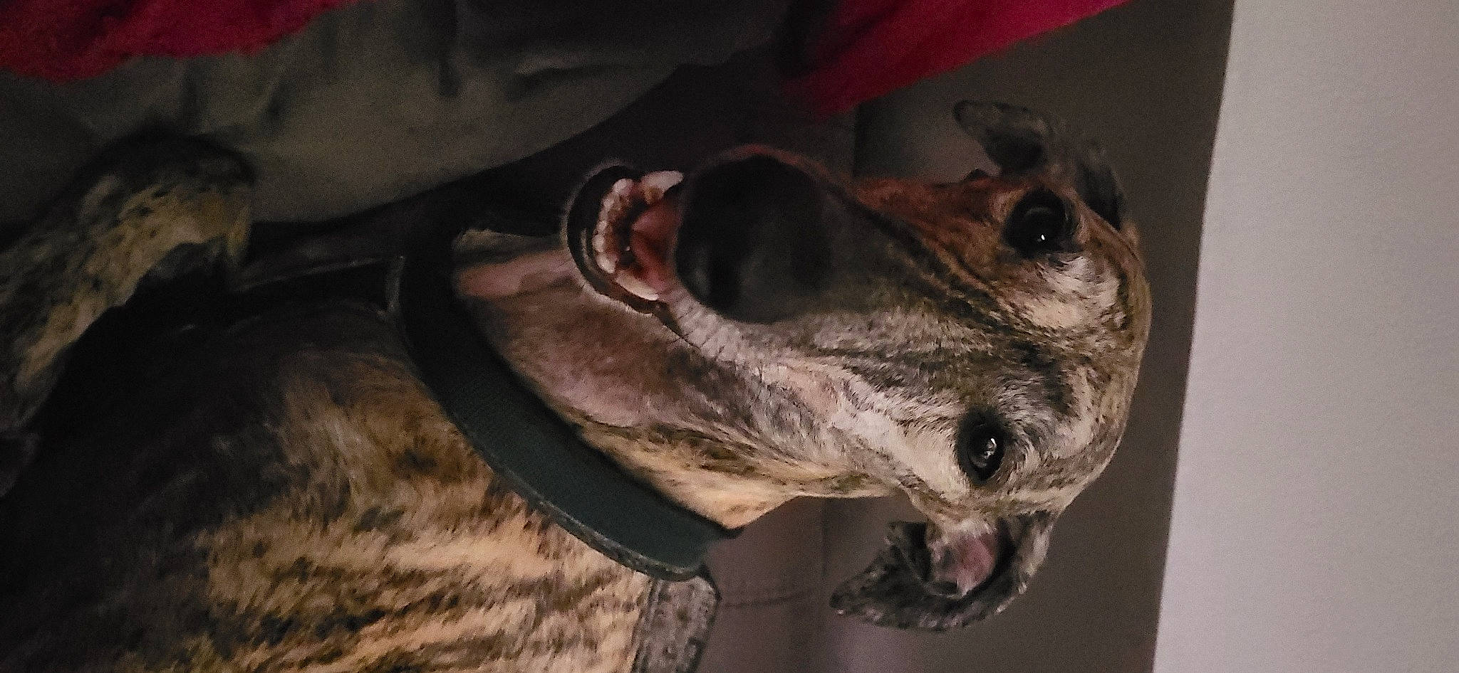 Zen participe au concours pour gagner de l'argent avec cette photo : canidae, carnivore, companion_dog, dog, dog_breed, ear, fawn, fur, guard_dog, liver, snout, sporting_group, terrestrial_animal, tree, whiskers, wildlife, wood, working_animal