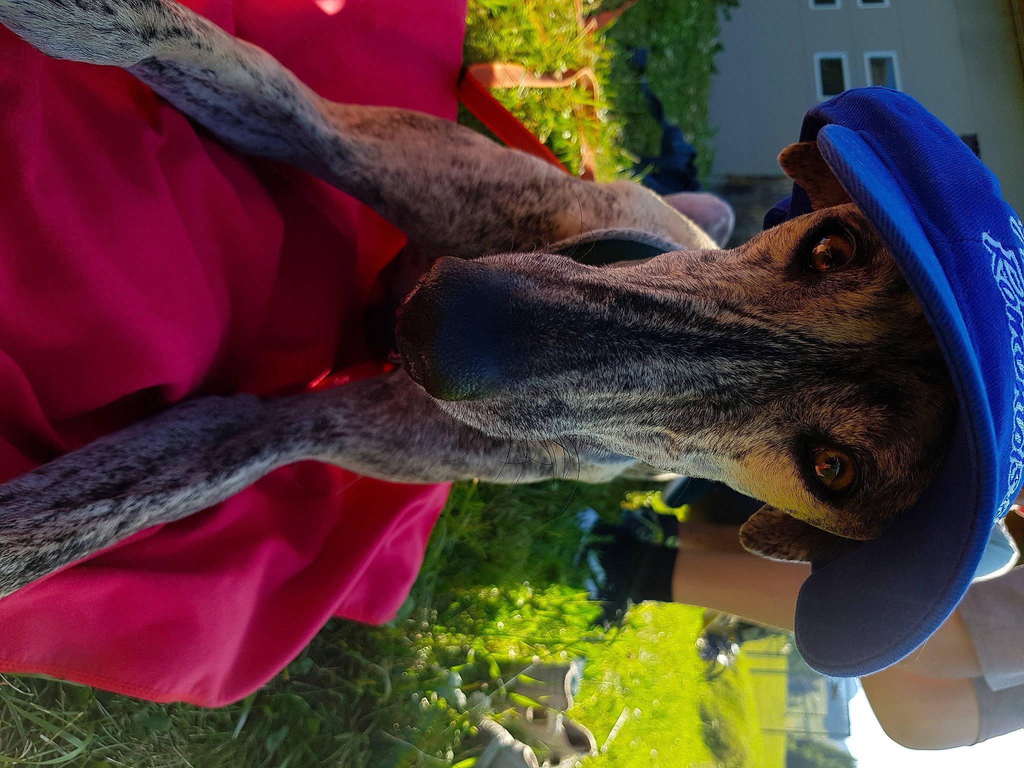 Zen a rejoint le concours — aidez-le/la à gagner de superbes lots ! art, dog, fun, grass, leisure, magenta, organism, plant, sculpture, snout, statue, tree, visual_arts, water, wood, working_animal