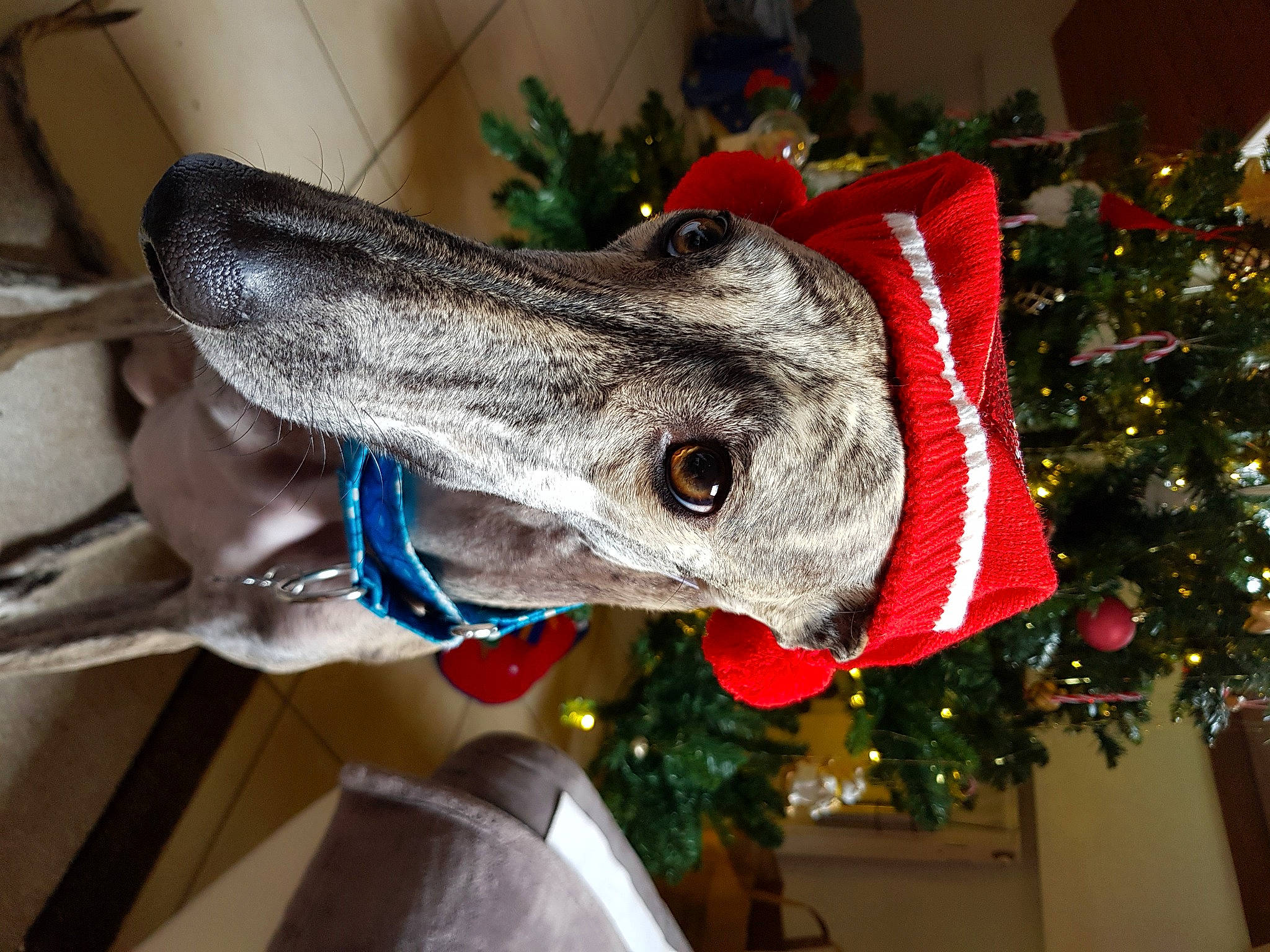 Zen participe au concours pour gagner de l'argent avec cette photo : carmine, carnivore, christmas, christmas_decoration, christmas_tree, collar, dog, dog_breed, dog_collar, event, fawn, holiday, holiday_ornament, rampur_greyhound, sighthound, snout, sporting_group, tree, whiskers, working_animal