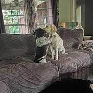 Pebbles joined the competition — help win amazing prizes! dog, couch, indoor, window, curtains, box, pet, animal, furniture, purple, nuzzle, hug, resting, cozy, home, living_room, carpet, blanket, three_dogs, friendship