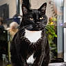 Néo participe au concours pour gagner de l'argent avec cette photo : cat, tuxedo_cat, black_and_white, indoor, yellow_eyes, whiskers, fur, pet, animal, sitting, soft_surface, plant, blurred_background, household, portrait, feline, domestic_animal, cute, calm, close_up