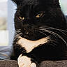 Néo a rejoint le concours — aidez-le/la à gagner de superbes lots ! cat, tuxedo_cat, black_and_white, whiskers, paws, golden_eyes, feline, pet, animal, resting, cozy, blanket, indoors, closeup, portrait, fur, cute, domestic_cat, relaxed, mammal