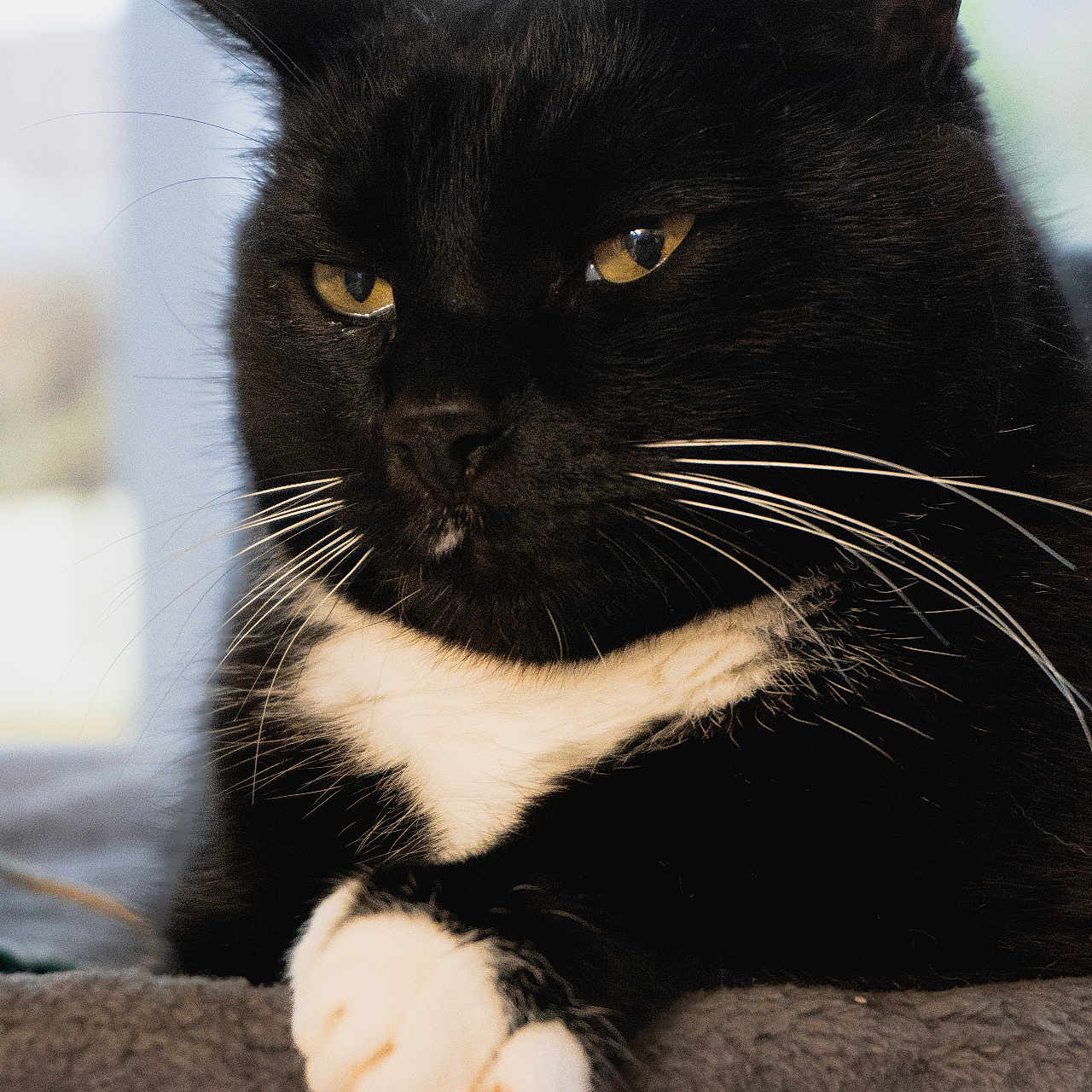 Néo a rejoint le concours — aidez-le/la à gagner de superbes lots ! cat, tuxedo_cat, black_and_white, whiskers, paws, golden_eyes, feline, pet, animal, resting, cozy, blanket, indoors, closeup, portrait, fur, cute, domestic_cat, relaxed, mammal