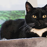 Néo participe au concours pour gagner de l'argent avec cette photo : cat, tuxedo_cat, black_cat, white_paws, whiskers, yellow_eyes, pet, indoor, window, soft_surface, toy, relaxed, feline, animal, domestic, closeup, portrait, resting, curious, houseplant