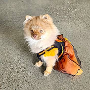 Cocoa is registered to the contest to win money with this photo: dog, puppy, pomeranian, fluffy, costume, dress, orange, black, sitting, outdoor, pavement, pet, animal, furry, small_dog, portrait, looking_at_camera, cute, fashion, street