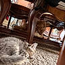 Cocoa is registered to the contest to win money with this photo: cats, kitten, fluffy, long_hair, brown_cat, gray_cat, sleeping, lying_down, sitting, face, eyes, whiskers, ears, carpet, indoor, furniture, wooden_table, reflection, home, cute