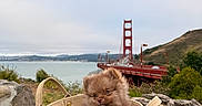 Cocoa is registered to the contest to win money with this photo: puppy, dog, small_dog, fluffy, brown_fur, pet, handbag, purse, outdoor, golden_gate_bridge, san_francisco, landscape, bridge, water, bay, hillside, wooden_bench, nature, portrait, travel