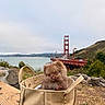 puppy, dog, small_dog, fluffy, brown_fur, pet, handbag, purse, outdoor, golden_gate_bridge, san_francisco, landscape, bridge, water, bay, hillside, wooden_bench, nature, portrait, travel