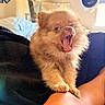 Cocoa is registered to the contest to win money with this photo: puppy, dog, orange_fur, fluffy, yawning, open_mouth, small_dog, pet, animal, cute, funny, portrait, close_up, indoors, bedroom, blanket, sunlight, human_leg, sitting, cozy
