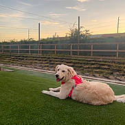 Lucy is registered to the contest to win money with this photo: dog, golden_retriever, pink_harness, grass, lawn, sunset, sky, clouds, outdoor, pet, canine, animal, relaxed, fence, string_lights, nature, happy, resting, daytime, fluffy