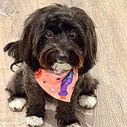 Daisy joined the competition — help win amazing prizes! dog, black_dog, white_paws, bandana, pink_bandana, pet, animal, cute, indoor, floor, wooden_floor, sitting, looking_up, fur, small_dog, mammal, companion, adorable, domestic_animal, portrait