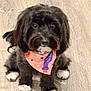 dog, black_dog, white_paws, bandana, pink_bandana, pet, animal, cute, indoor, floor, wooden_floor, sitting, looking_up, fur, small_dog, mammal, companion, adorable, domestic_animal, portrait