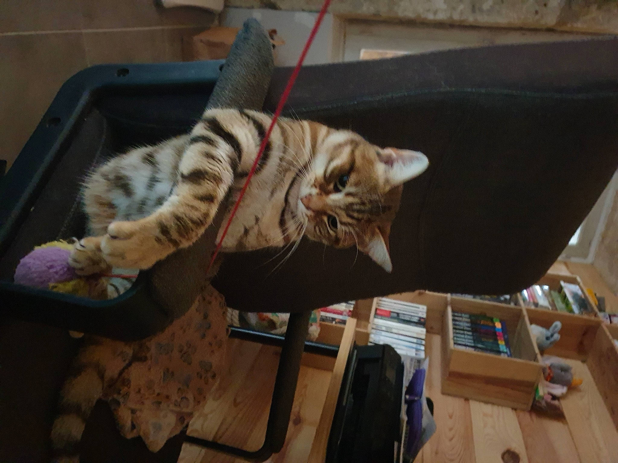 Simba a rejoint le concours — aidez-le/la à gagner de superbes lots ! baggage, box, carnivore, cat, cat_supply, domestic_short_haired_cat, felidae, fur, pet_supply, shipping_box, small_to_medium_sized_cats, tabby_cat, vertebrate, whiskers, wood_stain