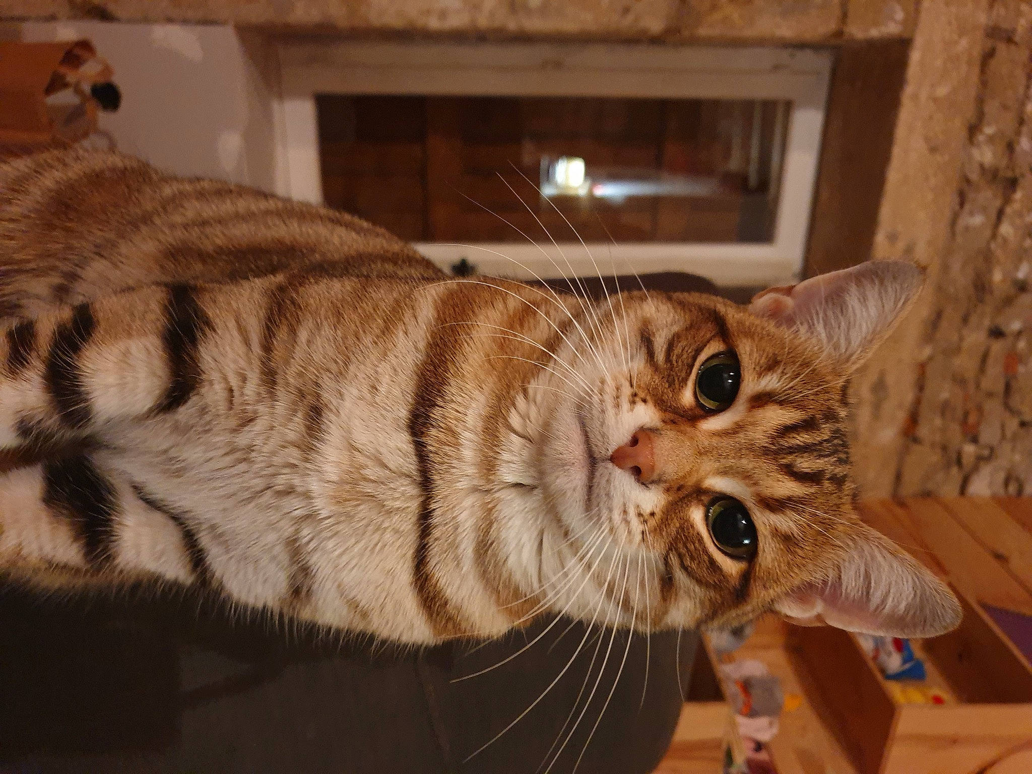 Simba a rejoint le concours — aidez-le/la à gagner de superbes lots ! beige, carnivore, cat, domestic_short_haired_cat, fawn, felidae, fur, pet_supply, small_to_medium_sized_cats, snout, tabby_cat, terrestrial_animal, vertebrate, whiskers