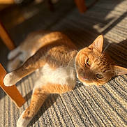 Sushi is registered to the contest to win money with this photo: cat, orange_cat, white_paws, indoor, carpet, sunlight, shadow, relaxed, pet, feline, closeup, animal, cute, laying_down, home, warm_light, whiskers, ears, fur, comfortable