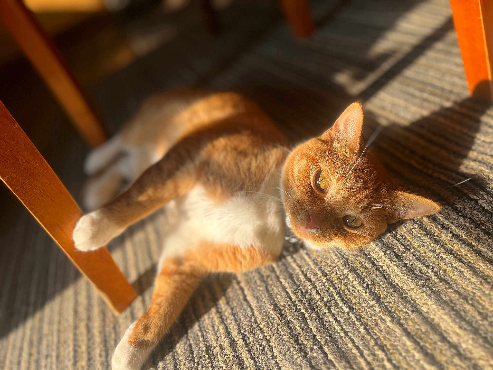 Sushi is registered to the contest to win money with this photo: cat, orange_cat, white_paws, indoor, carpet, sunlight, shadow, relaxed, pet, feline, closeup, animal, cute, laying_down, home, warm_light, whiskers, ears, fur, comfortable