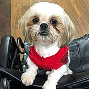 Gizmo is registered to the contest to win money with this photo: adorable, big_eyes, black_leather, closeup, companion, cute, dog, front_paws, fur, gaze, indoor, looking_up, mammal, pet, portrait, red_sweater, small_breed, small_dog, wheelchair, wood_floor