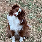 Verso participe au concours pour gagner de l'argent avec cette photo : animal, brown, canine, companion, curious, cute, dog, ears, fluffy, friendly, fur, grass, head_tilt, mammal, nature, outdoor, paws, pet, sitting, white