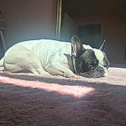 Rosy a rejoint le concours — aidez-le/la à gagner de superbes lots ! dog, french_bulldog, sleeping, carpet, sunlight, indoor, pet, resting, cozy, peaceful, animal, fur, ears, nose, paw, bedroom, mirror, door, soft, quiet