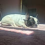 dog, french_bulldog, sleeping, carpet, sunlight, indoor, pet, resting, cozy, peaceful, animal, fur, ears, nose, paw, bedroom, mirror, door, soft, quiet
