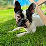 Rosy participe au concours pour gagner de l'argent avec cette photo : dog, french_bulldog, grass, outdoor, pet, animal, ears, face, brown, white, wooden_chair, sunlight, closeup, nature, laying, cute, portrait, canine, domestic_animal, summer