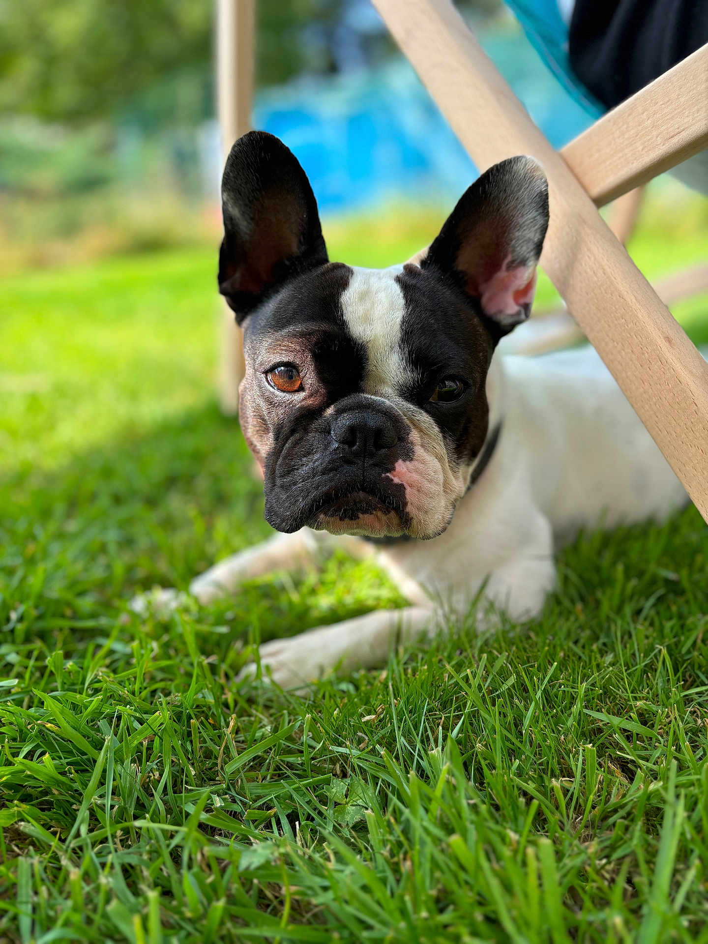 Rosy participe au concours pour gagner de l'argent avec cette photo : dog, french_bulldog, grass, outdoor, pet, animal, ears, face, brown, white, wooden_chair, sunlight, closeup, nature, laying, cute, portrait, canine, domestic_animal, summer