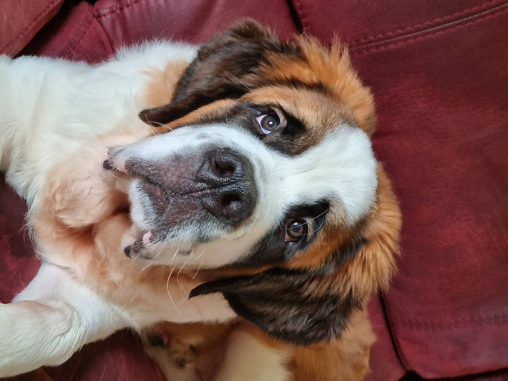 Alan joined the competition — help win amazing prizes! ancient_dog_breeds, bored, canidae, carnivore, companion_dog, dog, dog_breed, door, fawn, fur, giant_dog_breed, paw, puppy, snout, sporting_group, terrestrial_animal, whiskers, working_animal, working_dog